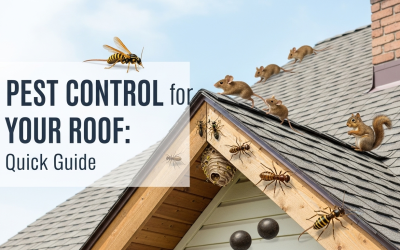 Pest Control for Your Roof: Quick Guide